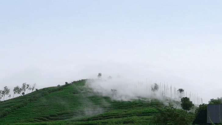 Как в облаках: необычный чайный домик на холме в Хучжоу (бонусом — видео)