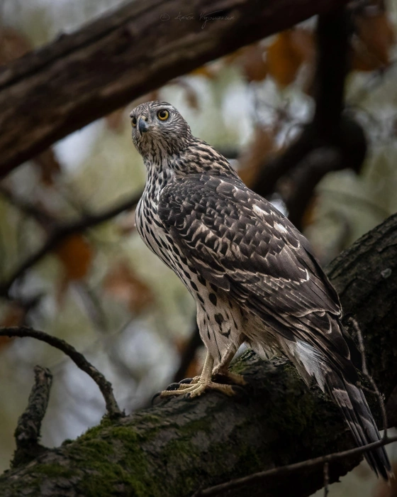Белки замяукали. Странные звуки можно услышать в Удельном парке во время ястребиной охоты | Источник: Антон Кубышкин / «Птицы СПб и России»
