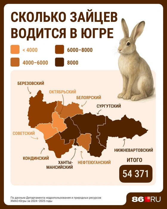 Чаще всего в лесах Югры можно встретить зайцев | Источник: Серафима Пантыкина / Городские медиа