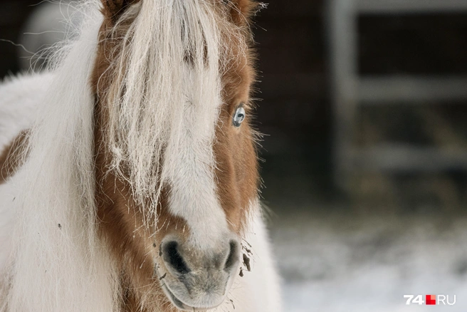 Сейчас на ферме порядка 30 мини-пони  | Источник: Наталья Лапцевич / 74.RU