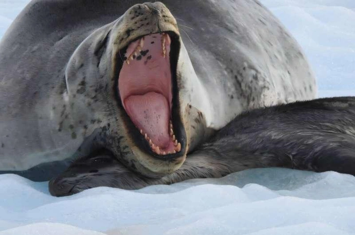 Носят с собой мертвых детенышей 20 дней: почему самки тюленей заботятся о погибшем потомстве Носят с собой мертвых детенышей 20 дней: почему самки тюленей заботятся о погибшем потомстве