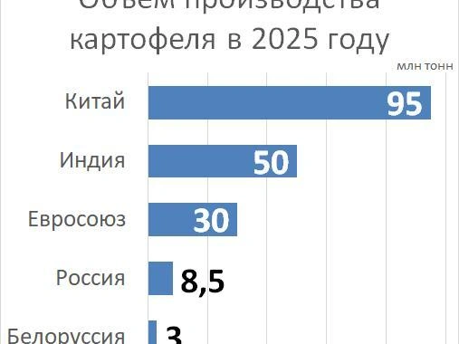 Россия и Белоруссия не являются мировыми лидерами по производству картофеля | Источник: «Фонтанка.ру»