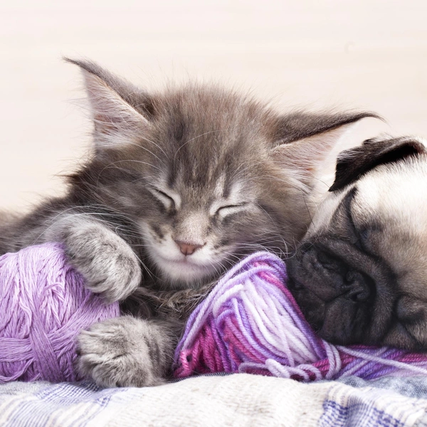 Источник: Shutterstock/Fotodom.ru