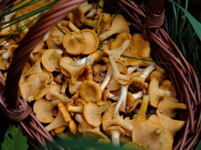 В районе Березовского полно лисичек | Источник: Анна Толокнова, «Дары лесов Урала» / Vk.com