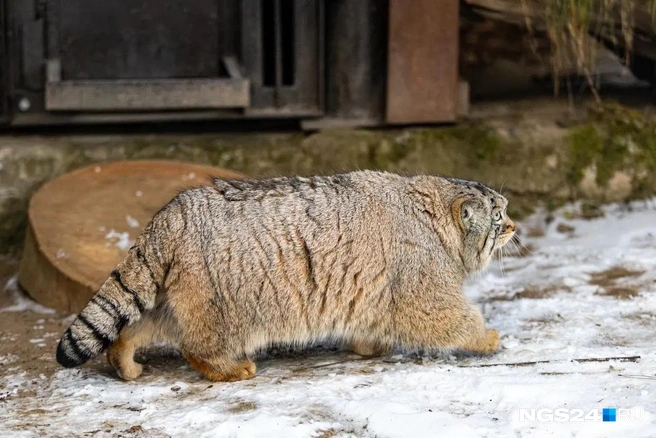 У Бориса, кстати, рыжие пятки! | Источник: Мария Ленц / NGS24.RU