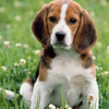 userpic__Белла