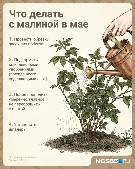 К кустам малины важно установить шпалеры&nbsp;— деревянные подставки | Источник: Евгения Бикунова / Городские медиа 