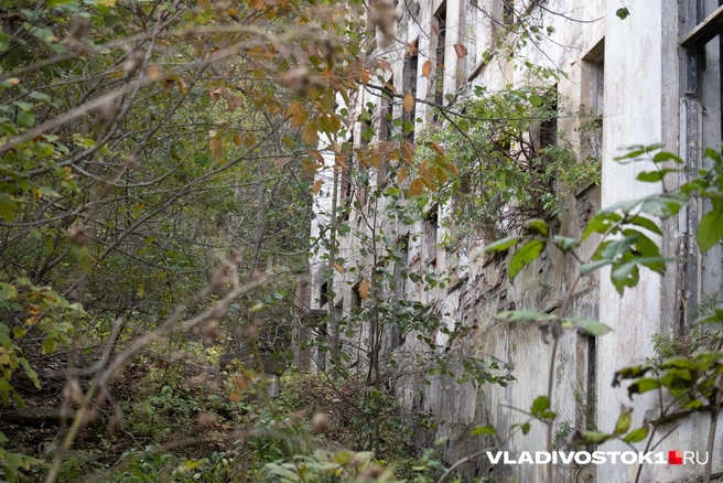 Источник: Елена Буйвол / VLADIVOSTOK1.RU