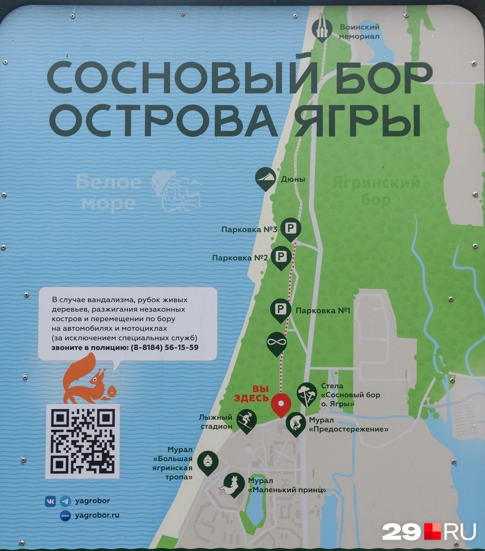 Ягринский бор тянется вдоль западной части острова | Источник: Иван Митюшёв / 29.RU