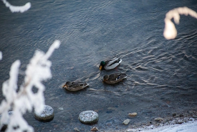 Прогноз погоды в Иркутске на 9 января