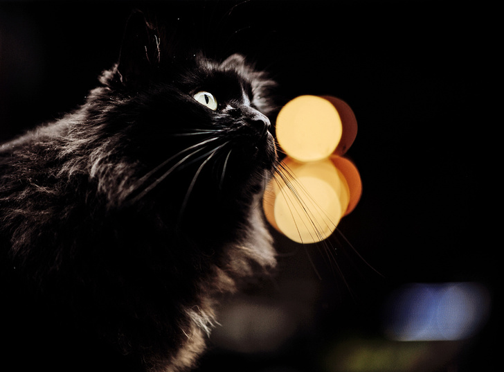 Хвостатые короли улиц: как кошки стали хозяевами Стамбула