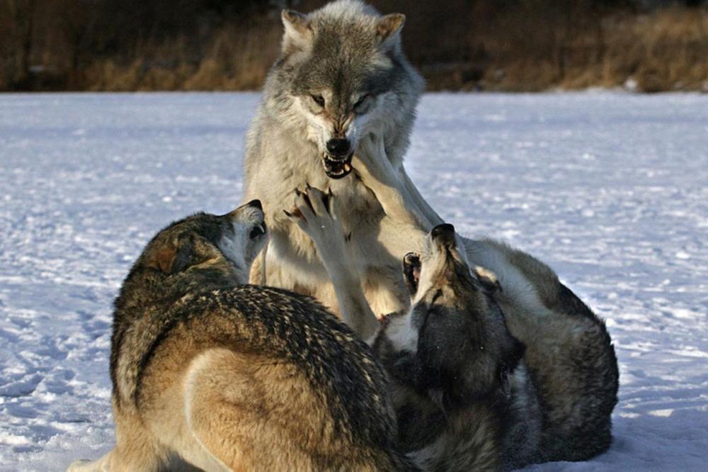 Картинки Волков. Стая Волков. Волк в дикой природе. Лисы и волки в природе