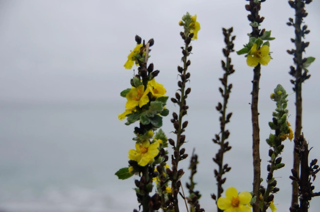 Зимние цветы | Источник: Оксана Витяpь / SOCHI1.RU