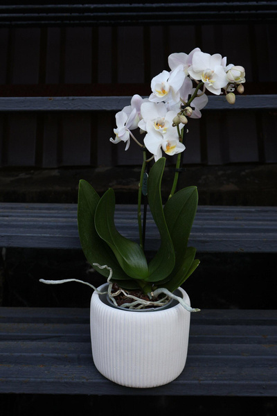 Белоснежная мини-орхидея в кашпо
