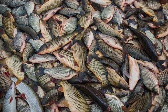 Каждый вид рыбы обладает своим набором полезных микроэлементов и витаминов | Источник: Александр Ощепков / NGS.RU