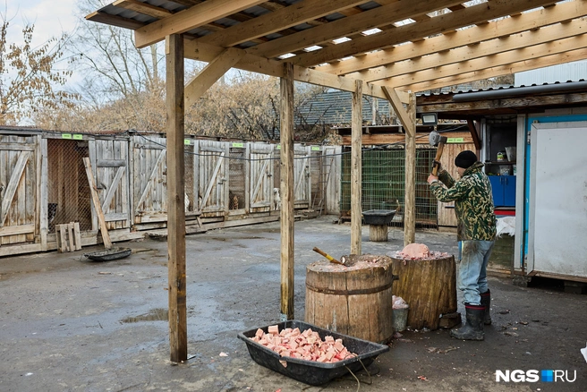Волонтеры каждый день убирают вольеры и кормят собак | Источник: Александр Ощепков / NGS.RU
