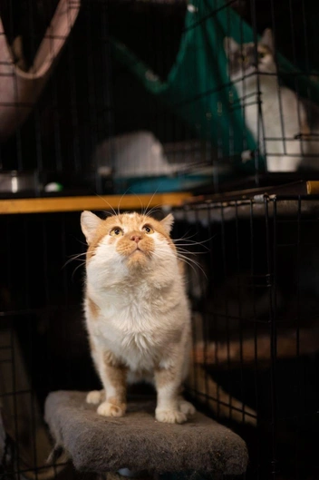 Источник: Елена Гасанова