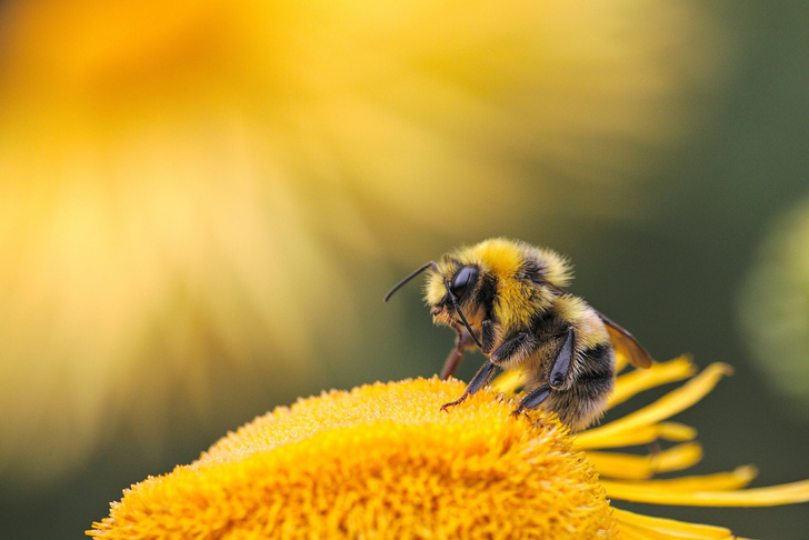 Это «ж-ж-ж» неспроста: кто может умереть от укуса пчелы и как проверить риски