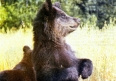 Из жизни бурого медведя