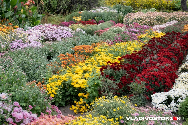 Источник: Елена Буйвол / VLADIVOSTOK1.RU
