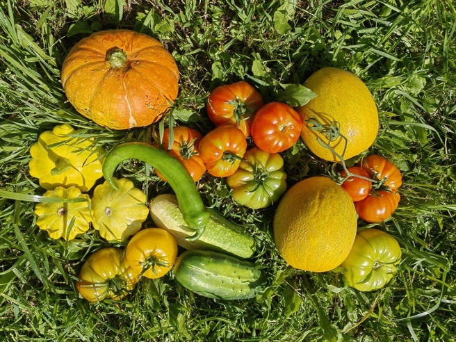 Расскажите нам, что из необычного вы выращиваете в своем огороде? | Источник: читатель 72.RU