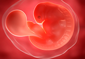 Размер эмбриона на 6 неделе беременности thumbnail