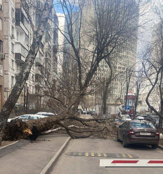 Из-за урагана в Москве погибли два человека: заявление Собянина о жертвах