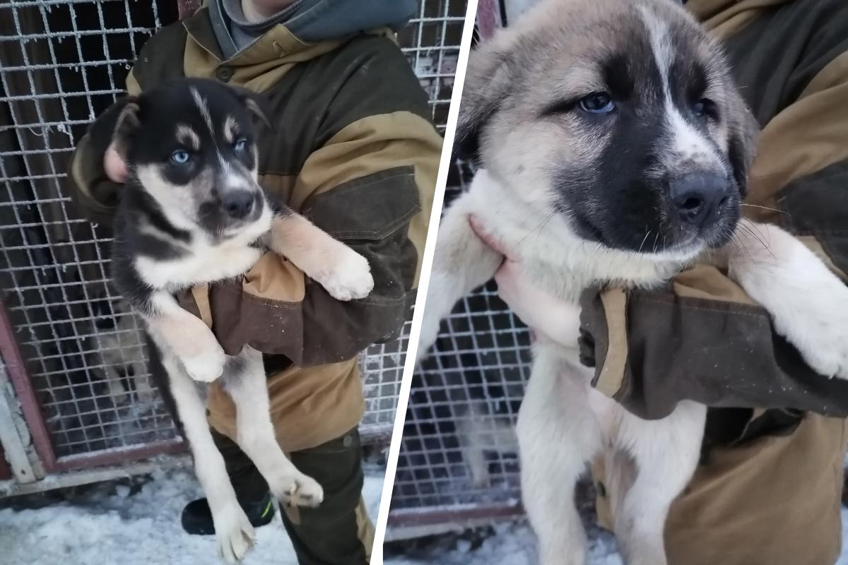 Щенки погибли в приюте Архангельска: зоозащитники обвиняют сотрудников в жестоком обращении