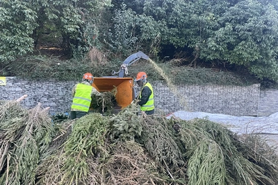 В Сочи принимают живые елки для переработки