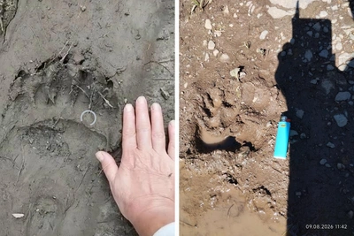 Травница: в Артыбаше медведи заходят в деревни и давят скот