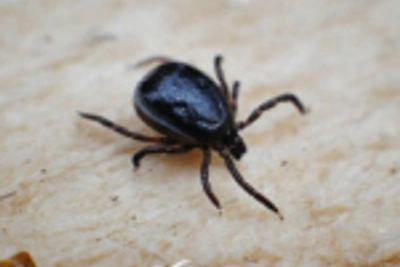 В Приморье выявлен первый в сезоне клещевой энцефалит