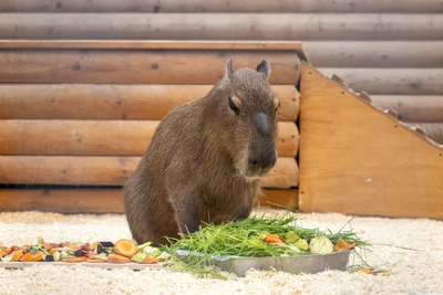 «Что-то такое мохнатое». Мединский не знал, что капибара — реальное животное