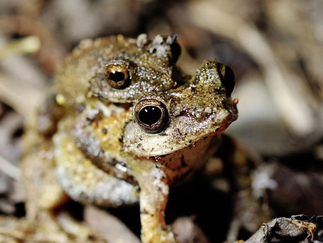 Самцы храмовых древесных лягушек (K. idiootocus) устраивают своеобразные соревнования по пению, чтобы завоевать внимание самок | Источник: TERAGO