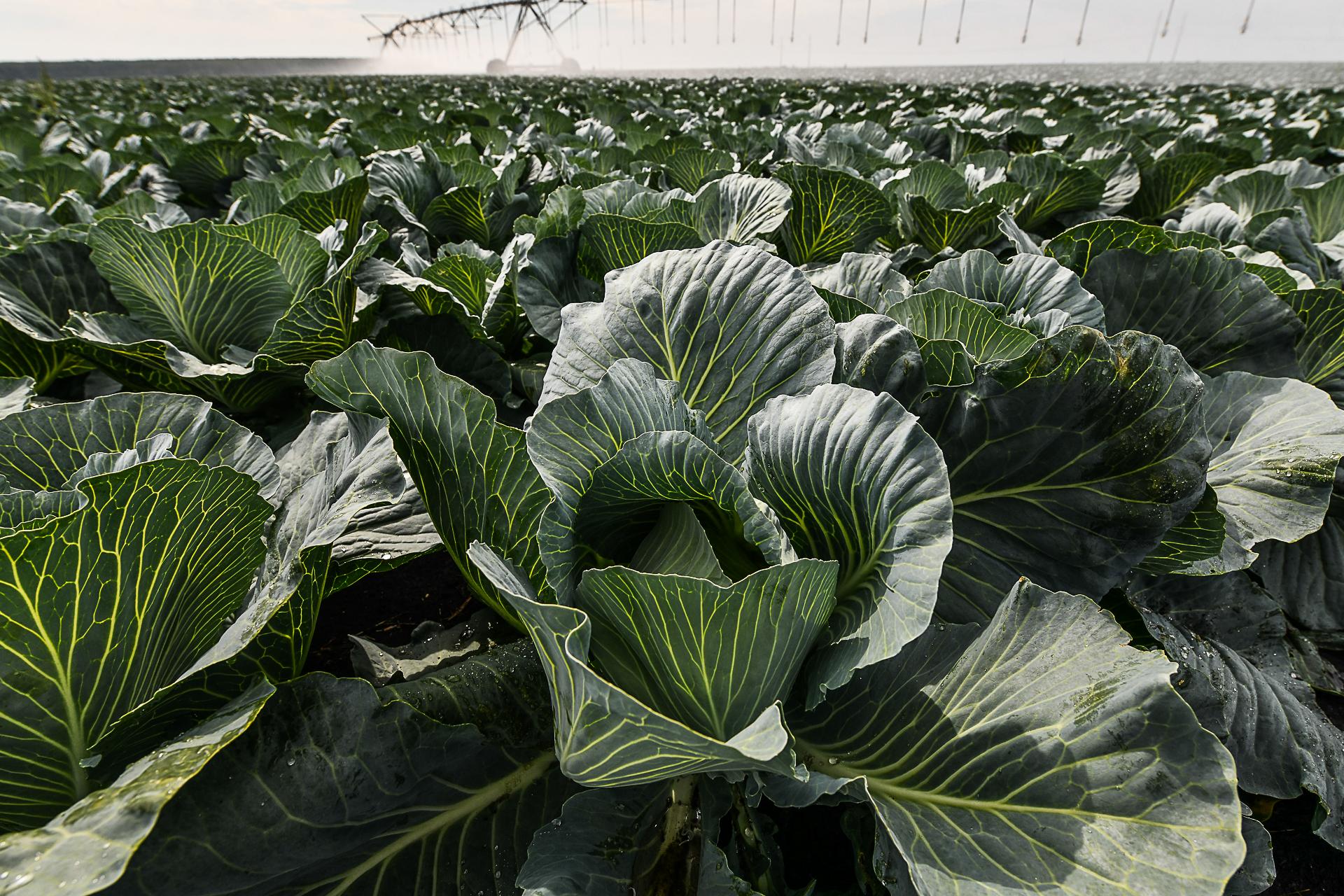 Время сажать капусту. Как это правильно сделать — советы агронома