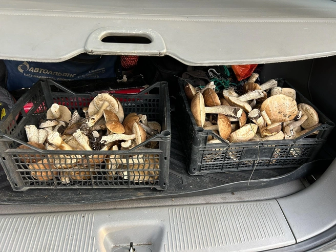 Аномальная зона есть за Трубным в Сосновском районе, уверяют грибники | Источник: Татьяна Стриганова / Грибы Челябинской области