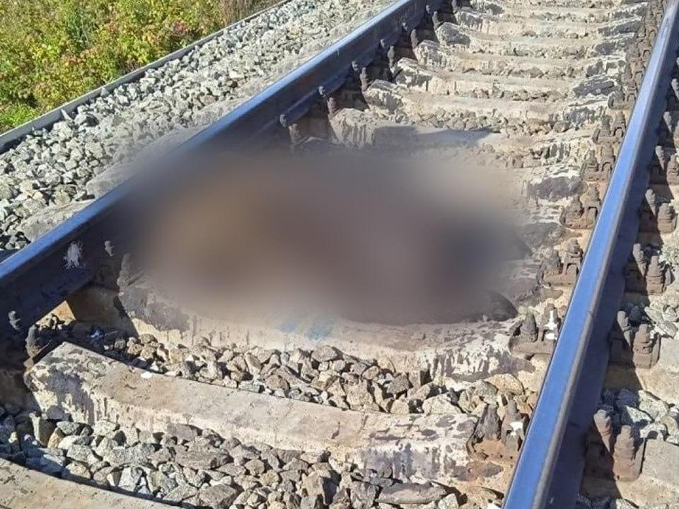 В Свердловской области нашли медведя с отрезанной головой