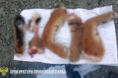 Житель Приморья расчленил краснокнижного тигра и хотел продать части туши