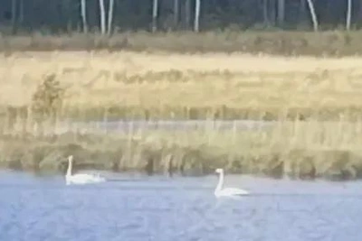 Лебединая семья с птенцами попала на видео в амурском заказнике