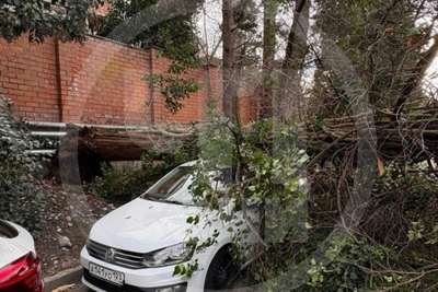 В Сочи кипарис рухнул на машину и забор