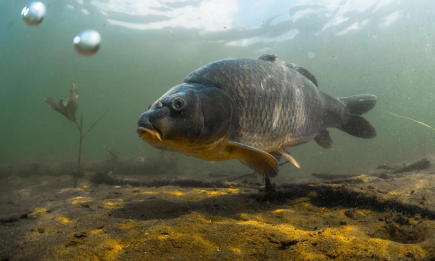 Женщина разводит карпов в затопленном подвале. Можно ли есть такую рыбу? (Видео)