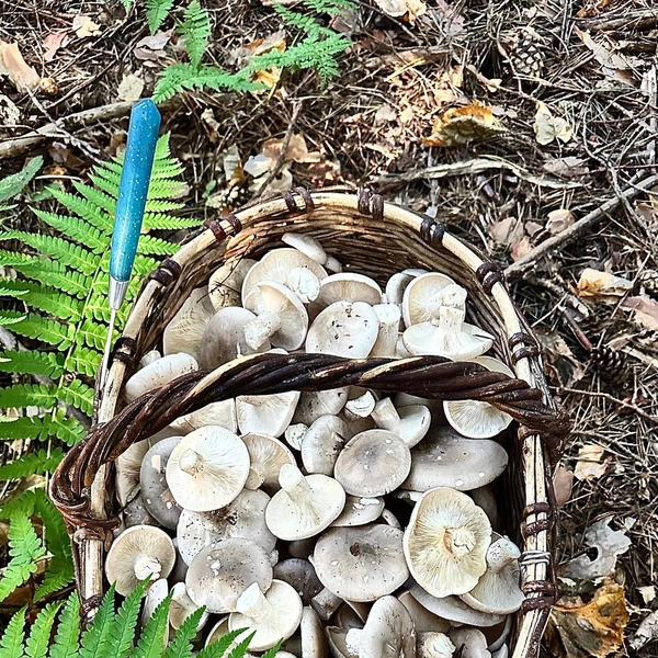 Источник: Tatiana Ya / Грибы в Подмосковье 2025 / VK.com