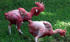 Курицы-сфинксы без перьев — мечта домохозяйки