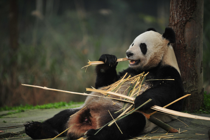 Откуда у них вообще потомство? Вот почему панды — самые ленивые любовники среди животных