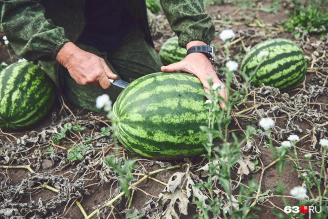 Проверка «пробника» | Источник: Роман Данилкин / 63.RU