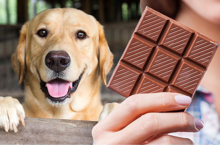 Почему собакам на самом деле нельзя давать шоколад