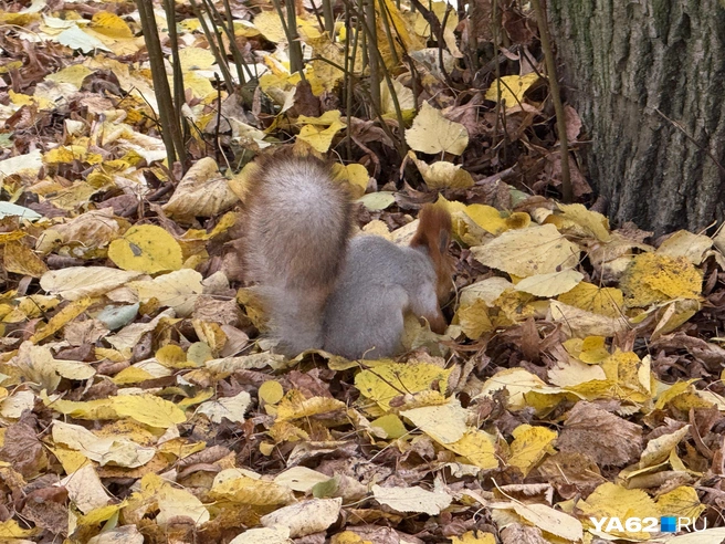 Белки никого не боятся и занимаются своими беличьими делами | Источник: Сергей Петунин / YA62.RU