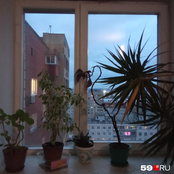 На этажах цветы | Источник: читатель 59.RU