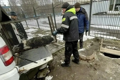 В Мурманске из колодца спасли собаку, прожившую там два года