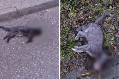 Выбросивший котов из окна житель Одинцово задержан