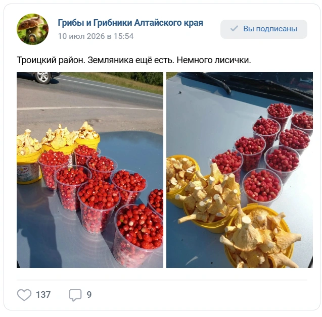 Помимо земляники в районе уже выросла лисичка | Источник: «Грибы и Грибники Алтайского края»